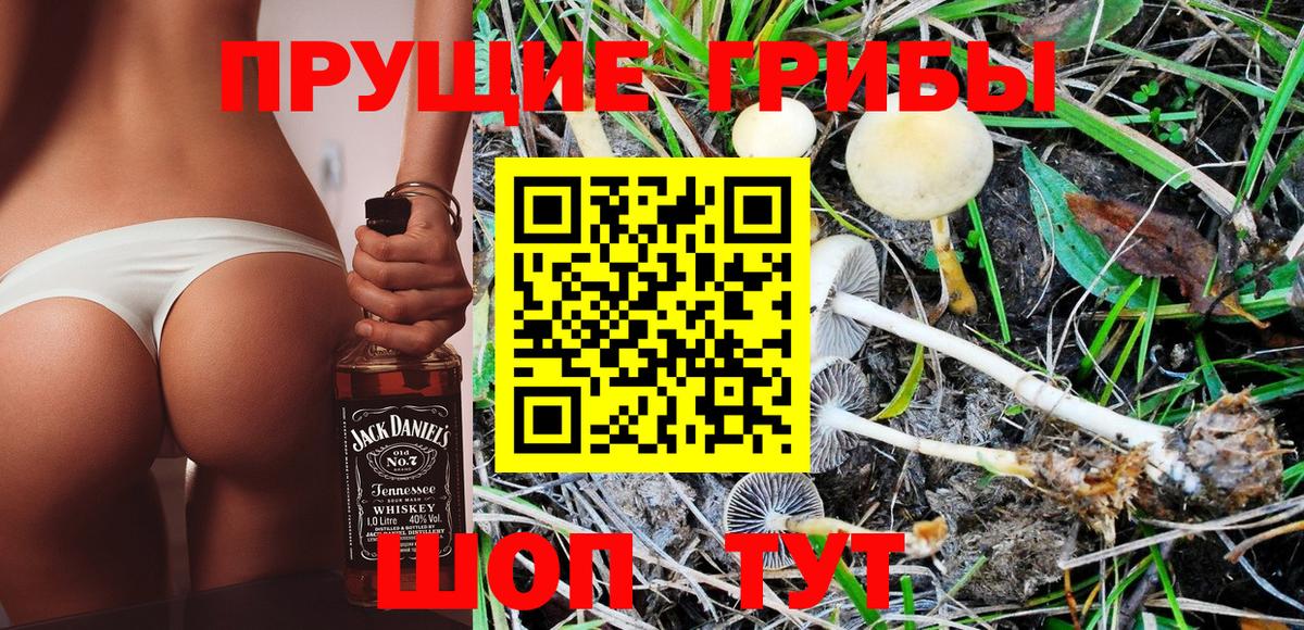 Псилоцибиновые грибы Cubensis Зима