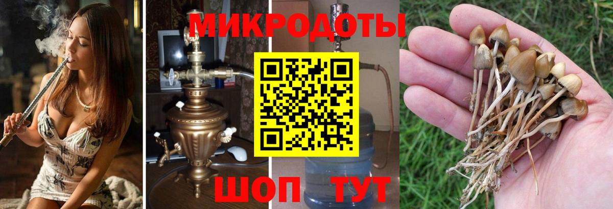 Псилоцибиновые грибы Cubensis  Вход с VPN  Зима 